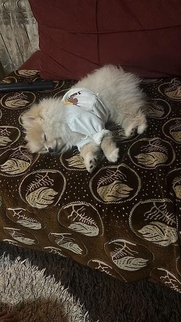 itlerin davasi: Şpitz — 3