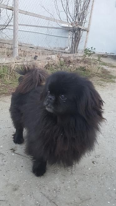 itləe: Pekines, 1 il, Erkek — 4