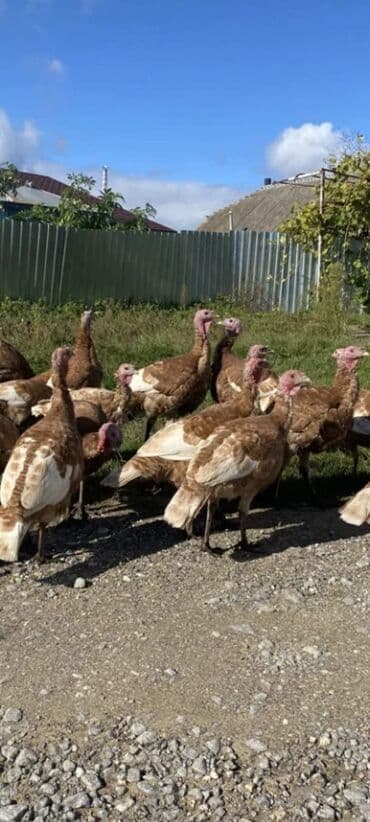 cins inekler azerbaycanda: Salam alekum bu hidusqa satandab 5 hidusqa zakaz etmisik pulu atmisiq — 5