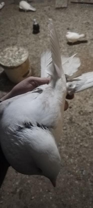 quş adları: Qusdar tutulma qusdardi hazirda erkey mayadi kankiret adamlar narhat — 4