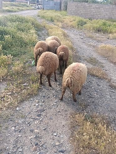 qoclar: Qurbanliq quzular 6 ədədi böyuk buynuzlu satilmir 2 erkəy 4 dişi kom — 6