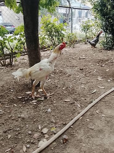 qus: Saqlamdi 1 il 3 aylıqdı tuleydedi heyvan tükünü deyisenen sora lap — 2