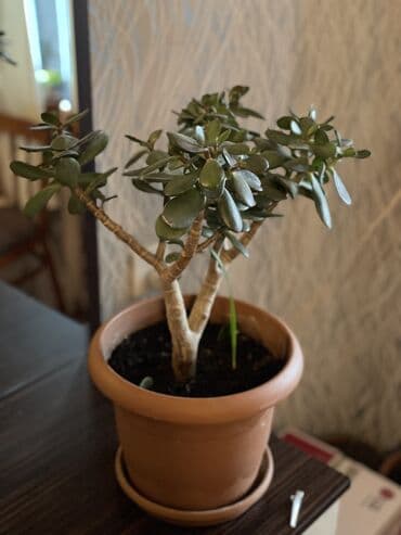 üzüm ağacı: Krasula.Pul ağacı. Pul Gülü. Xeyli böyüyüb. 5 ildir ki baxırıq. Ağac — 2