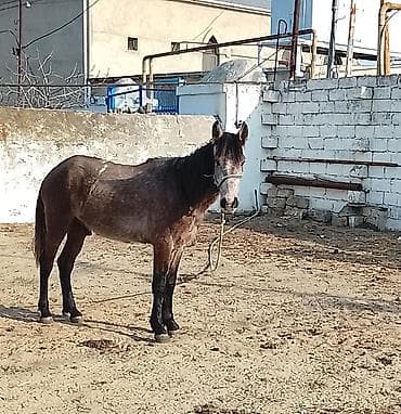 Erkək, il: 3, Ünvandan götürmə