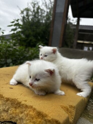 возьму котенка в добрые руки: Yaxşı əllərə — 4