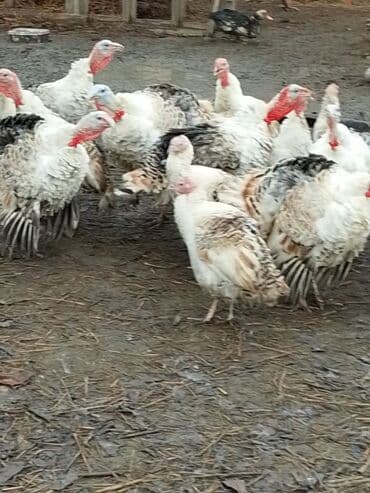 Сельхоз птицы: Самец, Для разведения — 3