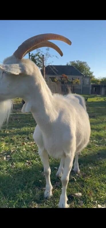 sudluk inekler: Dişi, il: 2, 40 kq, Südlük, Ünvandan götürmə — 5