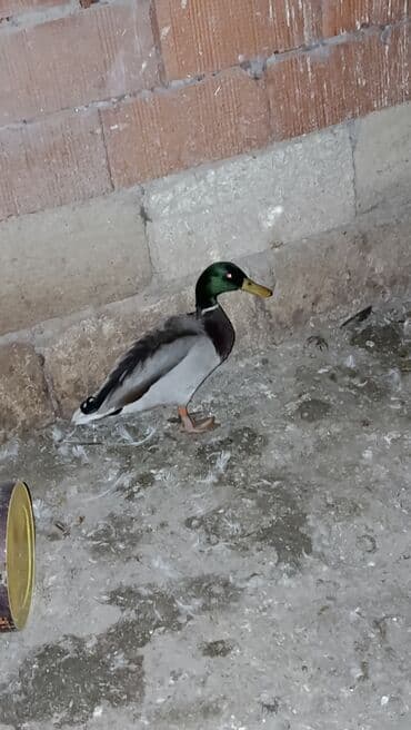 pinqivin ördək: Erkək, Damazlıq — 7