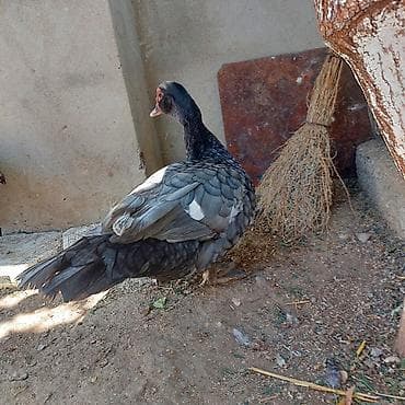 balaca sirin itler: Təmiz Qan Orginal Macar sortu 6 Aylıq Fərədi tam sağlam aktiv Fərədi — 2