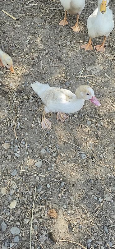 Утки: Muscovy (indi ördəyi) balaları satılır - Cins: Muscovy/indi ördəyi - — 2