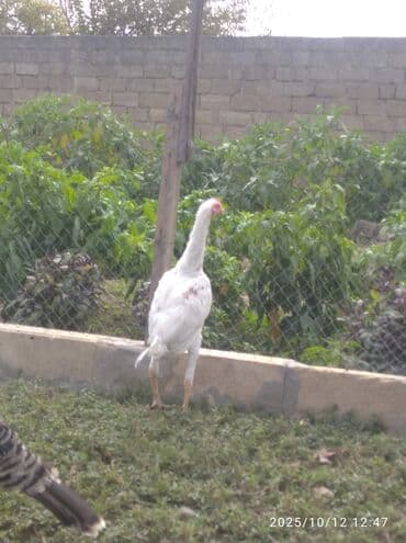 quş yuvaları: Xoruz, il: <1 — 3