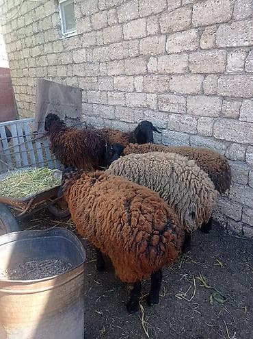 qax heyvan bazar: Erkək, Qala, il: 1, 55 kq, Damazlıq, Ətlik, Ünvandan götürmə — 5