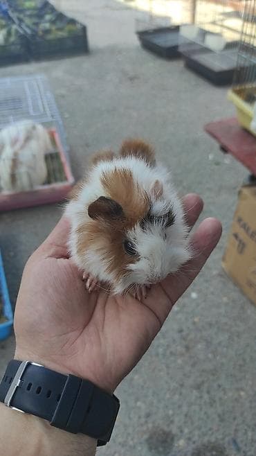 heyvan adlari: Ev heyvanı – Qvineya donuzu (guinea pig) - Növ: Qvineya donuzu — 2