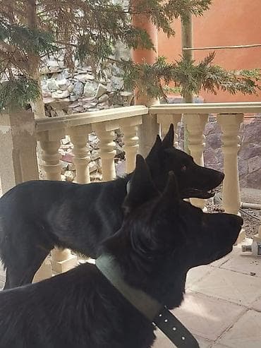 ag at satilir: Qara rəngli balaca itlər – enerjili və ayıq - Növ: it balası - Rəng — 8