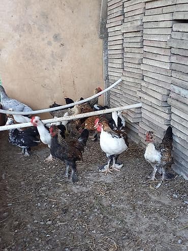 bantam: Yaponka cücələr 2 ay 20 günlük Dekorativ toyuqlar – müxtəlif rəng və — 7
