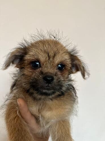 it cütləşdirmək: Pekines — 10