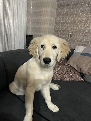 golden retriever haqqinda: Retriever — 2