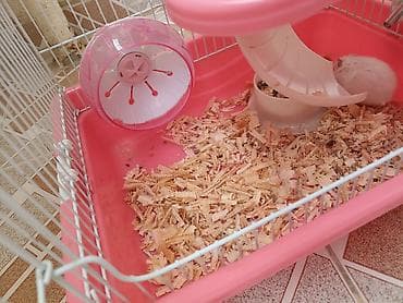 hamster satis: Qəfəs və dümağ dişi cunqarik satılır. Qəfəsdə heç bir problem yoxdur — 3