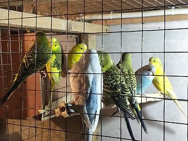 купить хамелеона в баку: Məhəbbət quşları 1Ədəd 10Azn — 1