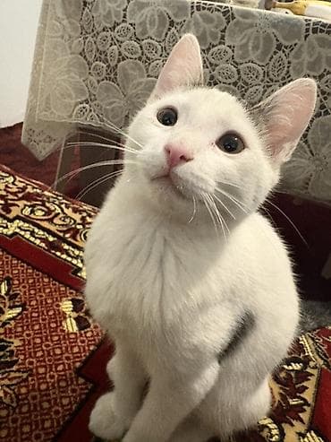 bala haski: Yaxşı əllərə, Ünvandan götürmə — 5
