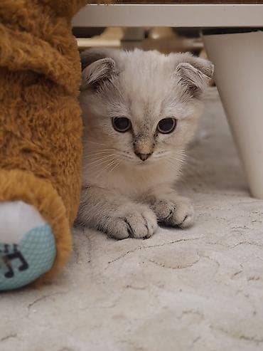 shotland pişiyi: Şotland yastı qulaq, Erkək, Yaxşı əllərə — 5