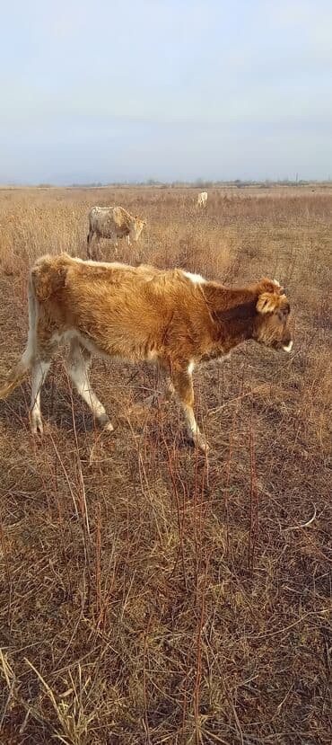 itlərin satışı 2020: Dana, buzov, Dişi, ay: 2, Damazlıq — 2