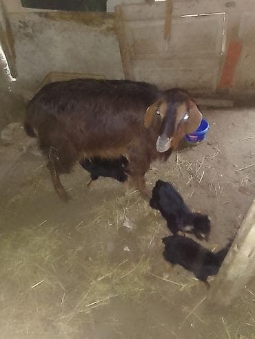 keci satilir: Ana keçi və 3 bala - Cins: yerli südlük-etlik keçi (qəhvəyi tük — 2