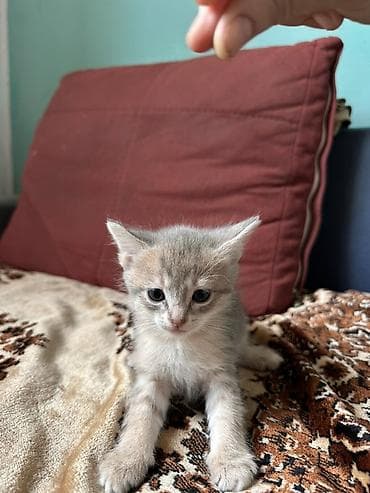 pişiy adları: Şotland yastı qulaq, Yaxşı əllərə — 4