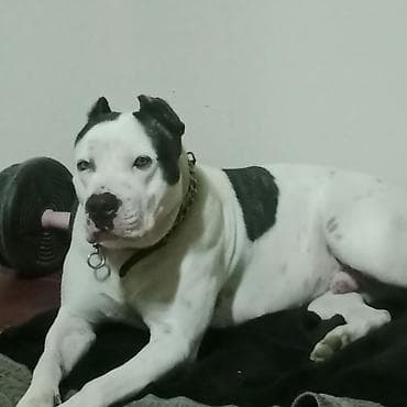 spits itleri: Pitbul — 7