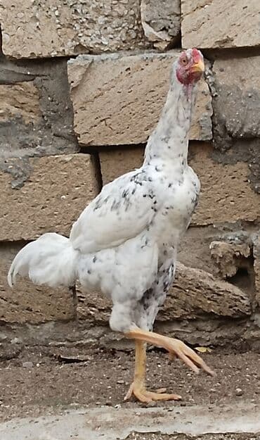 yuxuda qas gormek: Xoruz, il: 1, Ünvandan götürmə — 8