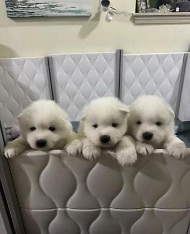 qar qız: Samoyed cinsi balaları satılır erkek dişi var qiymət sondur nəzərinizə — 6