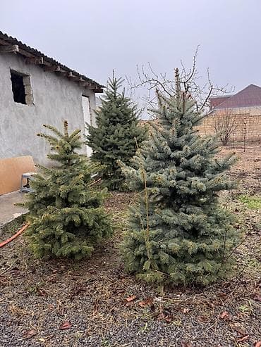 coke agaci: Ölcü ve qiymet: 1.70m Gümüşü - 250azn 1.20m Gümüşü - 180 azn 1.30m — 8