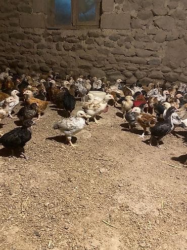 Kənd təsərrüfatı quşları: Toyuq cücələri, Damazlıq — 3