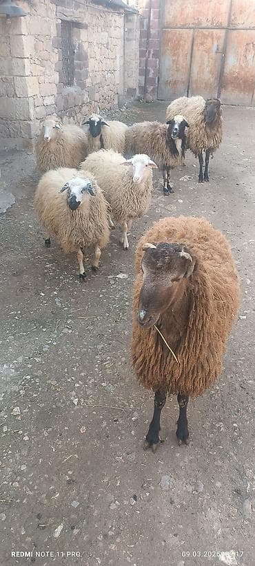azeri it adlari: Satışda: qoyun sürüsü - Növ: yerli merinos qoyunlar (quzu və ana — 7