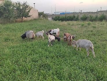 Satılır: Keçi sürüsü - Sayı: 1 erkək, 1 ana, 2-7 aylıq, 2-9 aylıq lalafo.az -da Satılır: Keçi sürüsü - Sayı: 1 erkək, 1 ana, 2-7 aylıq, 2-9 aylıq