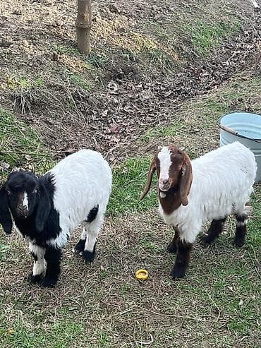 sanen keciləri: Boer tipli cins keçilər – təsərrüfat üçün çoxməhsuldar ət istiqamətli — 4