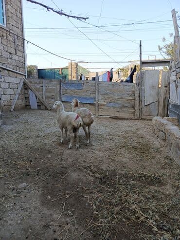 Digər kənd təsərrüfatı heyvanları: Erkək quzu — 2