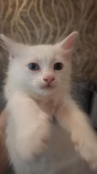 heyvan satışı: Sortu anqor van pisiyi.razilawmaq olar — 1