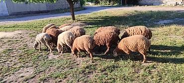 Salam Aleykum dəyərli qardaşlar təcili satılır 14-Erkəy 2- Dişi lalafo.az -da Salam Aleykum dəyərli qardaşlar təcili satılır 14-Erkəy 2- Dişi