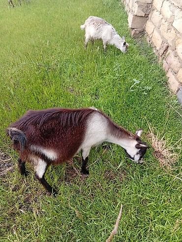 keçi dişi: 2sanen 1 Hələb keçisi yanında 6 bala var 6sida gelenden — 2