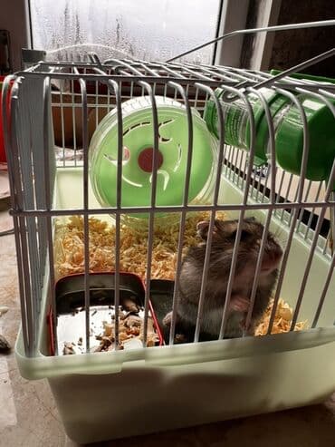 большая клетка для кролика: Hamster üçün komplekt qəfəs Hamsterdə satılır 2 ədəd - Material — 3