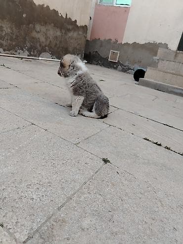 it aliram bakida: Kanqal, 1 ay, Erkek — 4