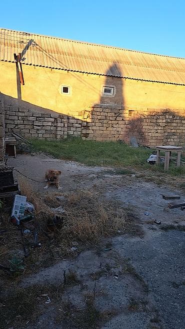 topaq: 3 sot, Kupça (Çıxarış) — 3