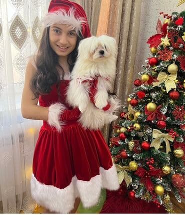 pişik satişi: Malta bolonka — 16