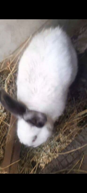 Toyuqlar: 1 erkək 1 yaş. 2 dişi 9 aylıq. 16 ədəd 1 aylıq bala. 1 erkək 1 dişi 3 — 4