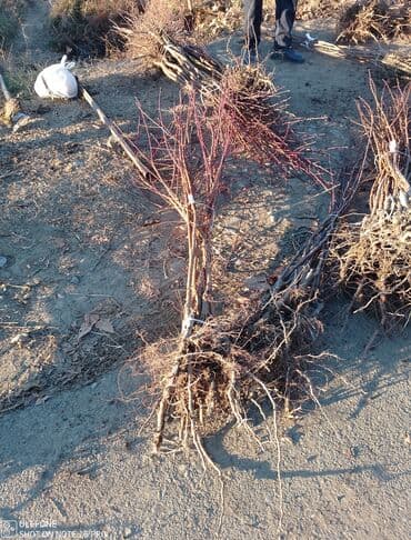 zeytun satilir: Sağlam meyvə tinglərin satişi çatdırılma pulsuz — 9