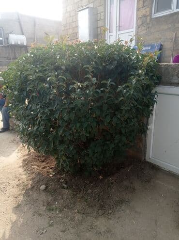 devedabani bitkisi: Həmişəyaşıl dekorativ kol - Təxmini ölçülər: hündürlük 1.5-1.6 m, eni — 1