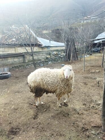 cins qaz: Qoyun – yerli təsərrüfatdan hərkəsə salam sağlam heyvandır.diri — 4