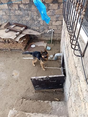 bakida it satislari: Alman çoban iti, 1 ay — 1