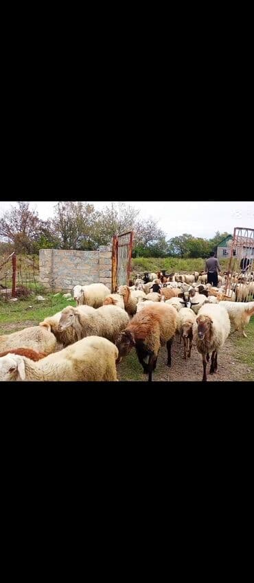 ag dovsan: Damazlıq qoyun sürüsü - İri və orta həcmli qarışıq cinslər: ağ — 3